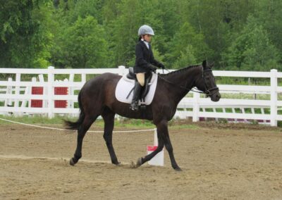Horse-lizzy-Litchfield-Stables